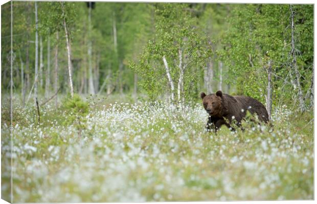 Brown Bear in Cotton Grass Canvas Print by Janette Hill