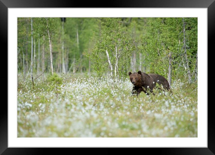 Brown Bear in Cotton Grass Framed Mounted Print by Janette Hill