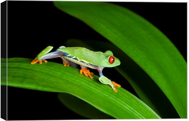 Red Eyed Tree Frog on Green Canvas Print by Janette Hill