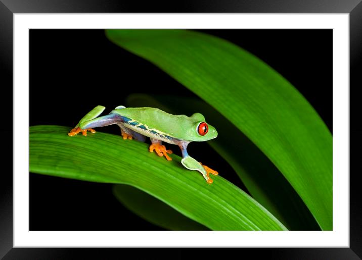 Red Eyed Tree Frog on Green Framed Mounted Print by Janette Hill