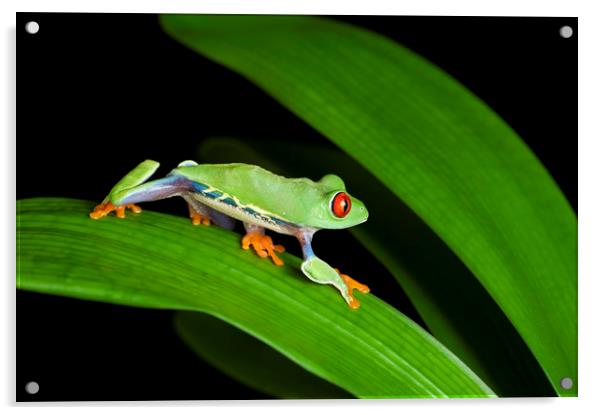 Red Eyed Tree Frog on Green Acrylic by Janette Hill