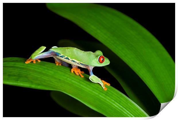 Red Eyed Tree Frog on Green Print by Janette Hill
