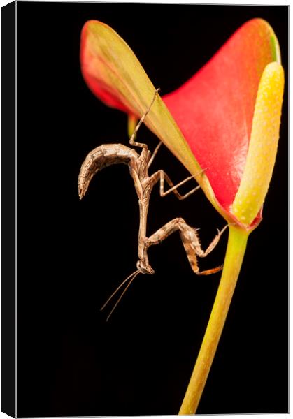 Bud Winged Mantis Canvas Print by Janette Hill