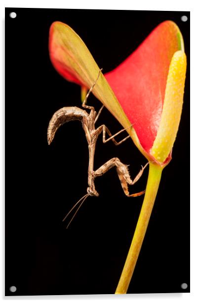 Bud Winged Mantis Acrylic by Janette Hill