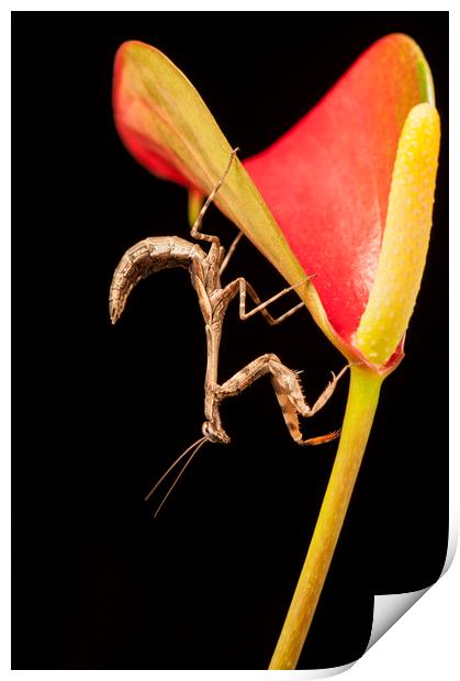 Bud Winged Mantis Print by Janette Hill