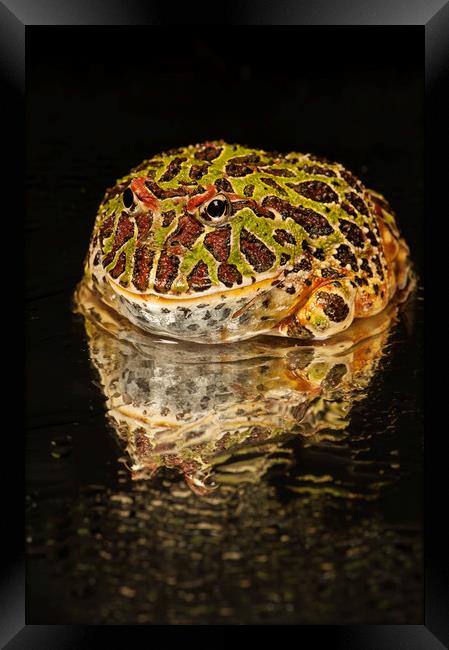 Argentinian Horned Frog, side portrait Framed Print by Janette Hill