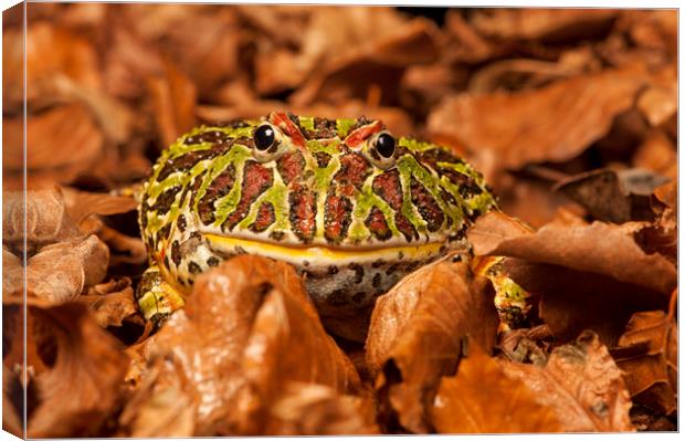 Argentinian Horned Frog in leaves Canvas Print by Janette Hill