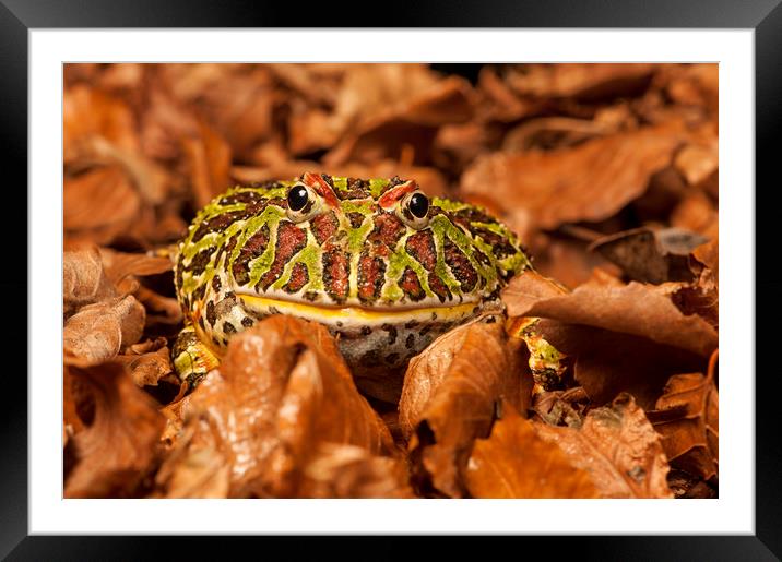 Argentinian Horned Frog in leaves Framed Mounted Print by Janette Hill