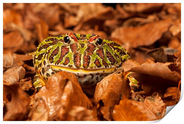 Argentinian Horned Frog in leaves Print by Janette Hill