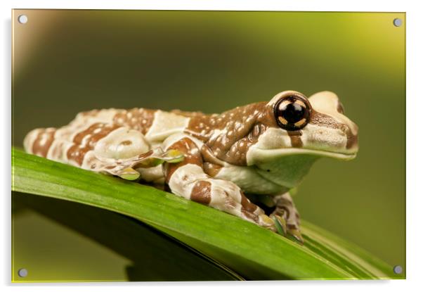Milk Frog Acrylic by Janette Hill