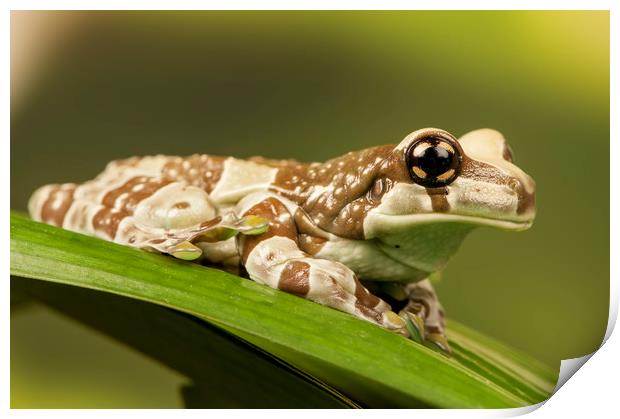 Milk Frog Print by Janette Hill
