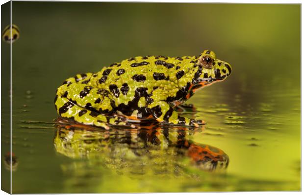 Firebelly Toad Canvas Print by Janette Hill