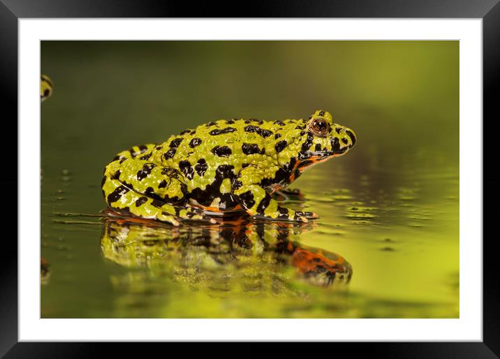 Firebelly Toad Framed Mounted Print by Janette Hill