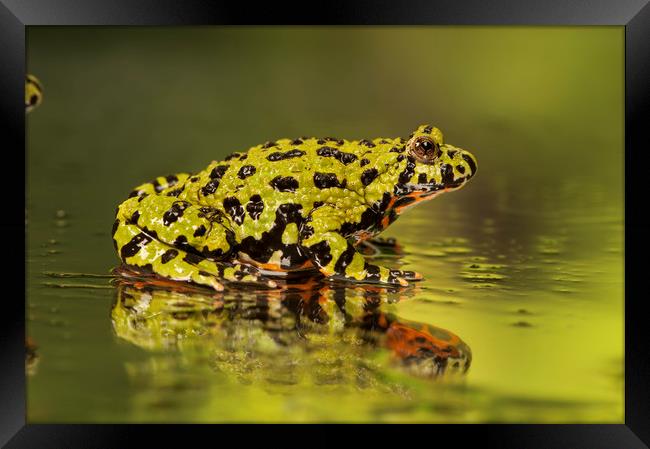 Firebelly Toad Framed Print by Janette Hill