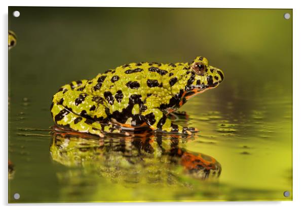 Firebelly Toad Acrylic by Janette Hill