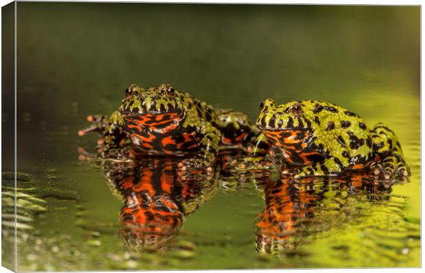 Firebelly Toad Duo Canvas Print by Janette Hill