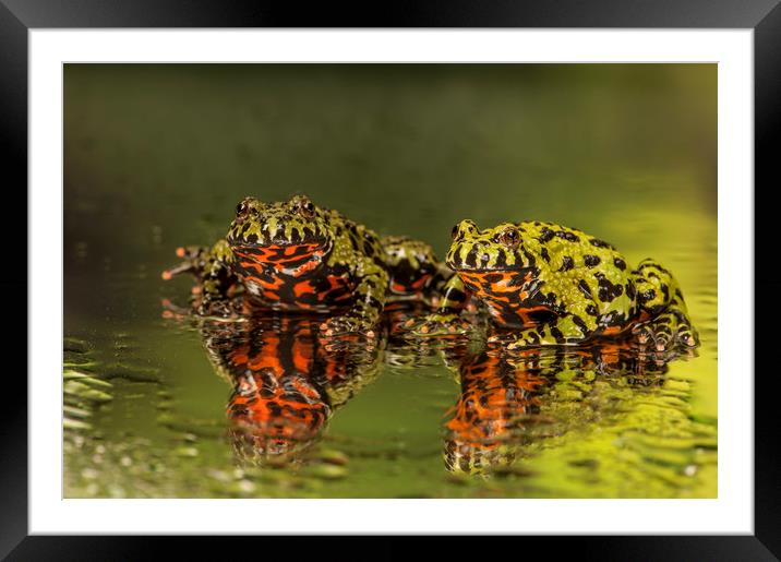 Firebelly Toad Duo Framed Mounted Print by Janette Hill