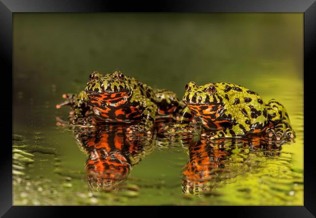 Firebelly Toad Duo Framed Print by Janette Hill