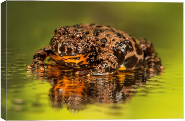 Brown Firebelly Toad  Canvas Print by Janette Hill