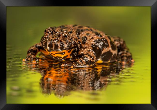 Brown Firebelly Toad  Framed Print by Janette Hill