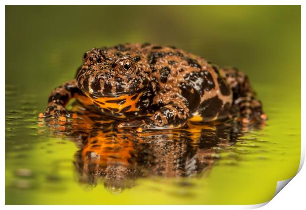 Brown Firebelly Toad  Print by Janette Hill