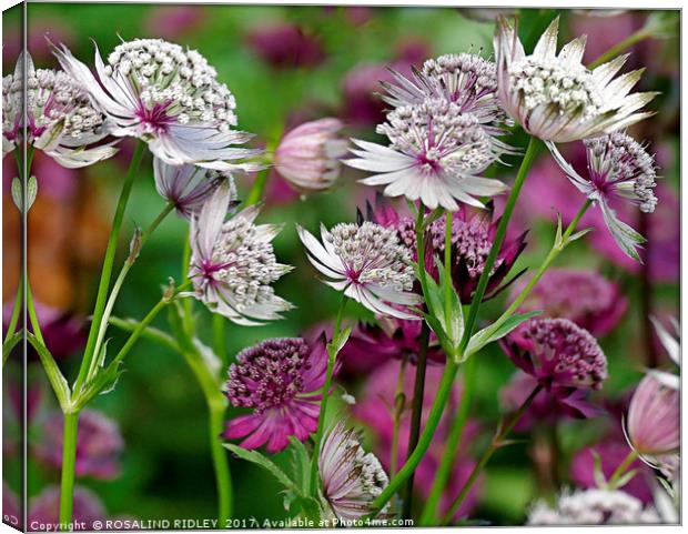 "Astrantia in the wind" Canvas Print by ROS RIDLEY