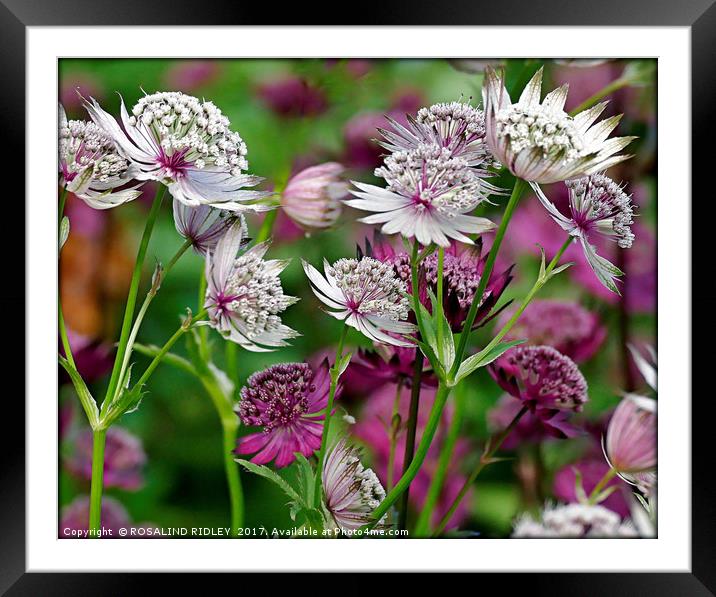 "Astrantia in the wind" Framed Mounted Print by ROS RIDLEY