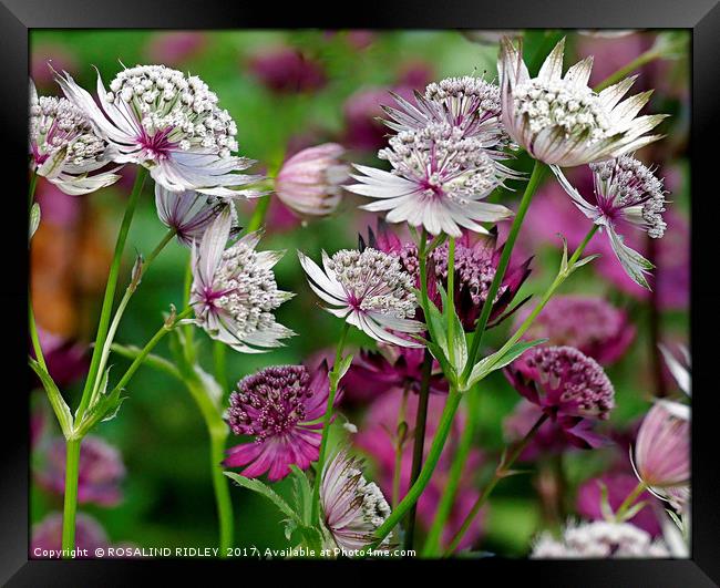 "Astrantia in the wind" Framed Print by ROS RIDLEY