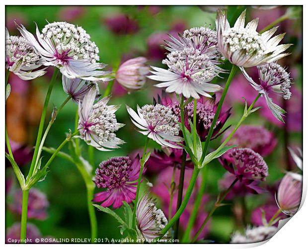 "Astrantia in the wind" Print by ROS RIDLEY