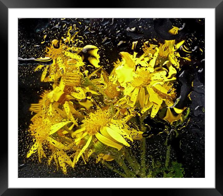 underwater flora Framed Mounted Print by dale rys (LP)