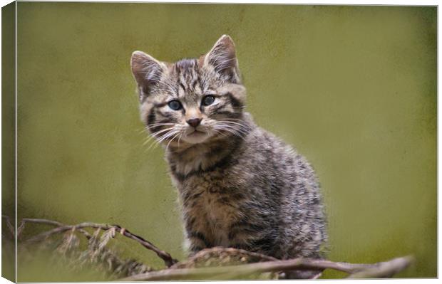 Scottish Wildcat Kitten Canvas Print by Jacqi Elmslie