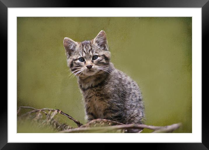 Scottish Wildcat Kitten Framed Mounted Print by Jacqi Elmslie