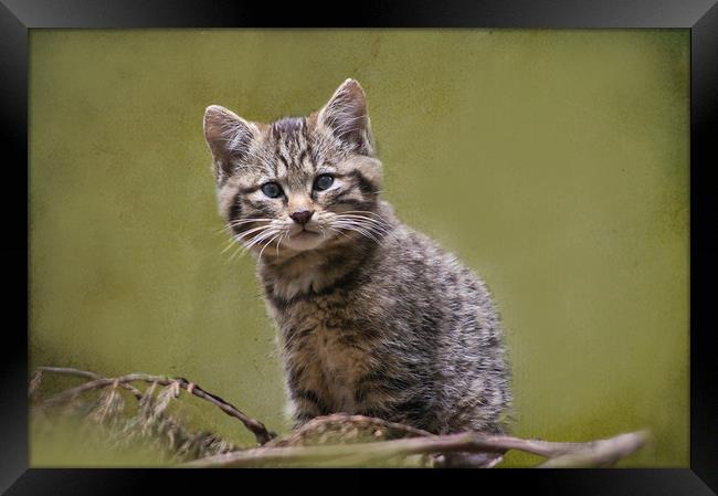 Scottish Wildcat Kitten Framed Print by Jacqi Elmslie