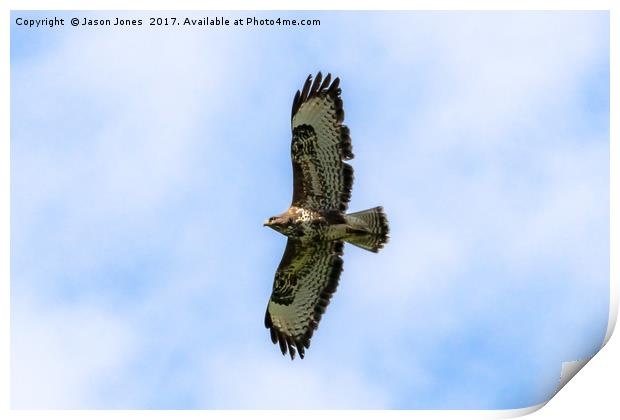 Buzzard  Print by Jason Jones