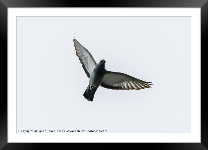 Pigeon Bird In Flight Framed Mounted Print by Jason Jones