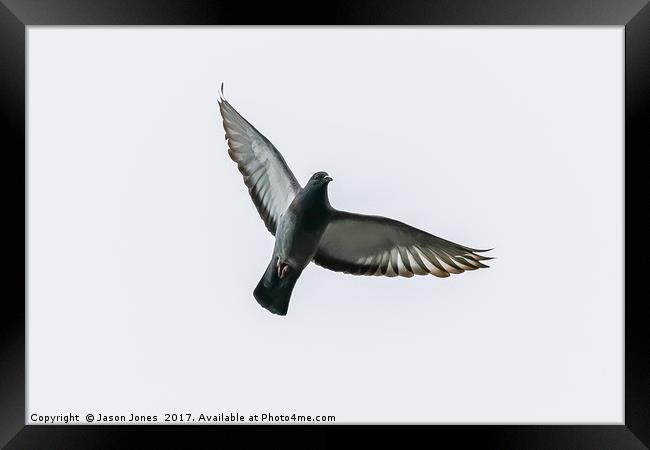 Pigeon Bird In Flight Framed Print by Jason Jones