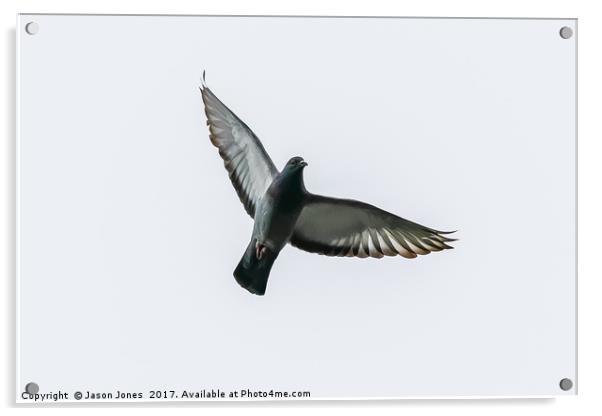 Pigeon Bird In Flight Acrylic by Jason Jones
