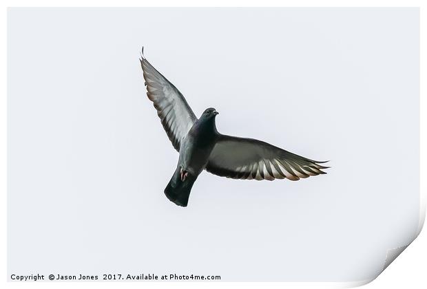 Pigeon Bird In Flight Print by Jason Jones