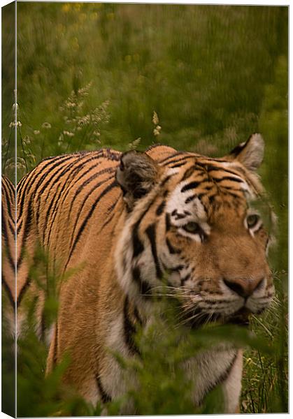 Amur Tiger Close Up Canvas Print by Jacqi Elmslie