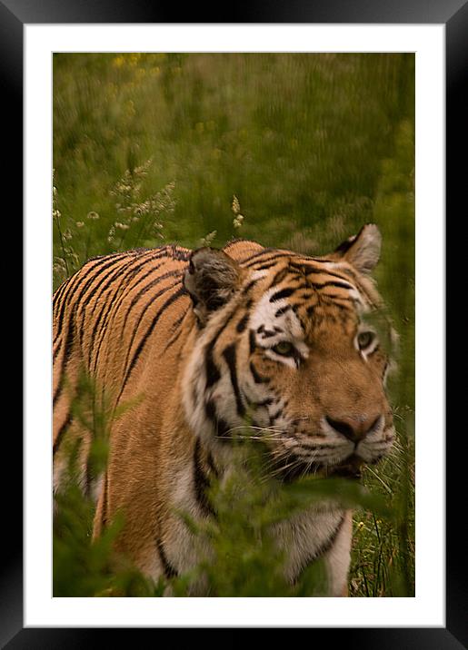 Amur Tiger Close Up Framed Mounted Print by Jacqi Elmslie