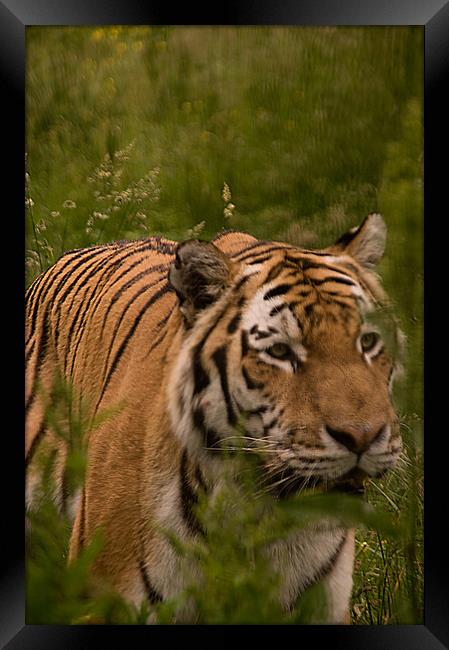 Amur Tiger Close Up Framed Print by Jacqi Elmslie