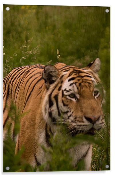 Amur Tiger Close Up Acrylic by Jacqi Elmslie