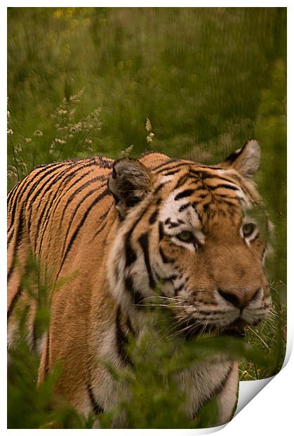 Amur Tiger Close Up Print by Jacqi Elmslie