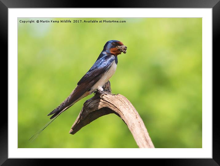 Swallow With Mud Framed Mounted Print by Martin Kemp Wildlife