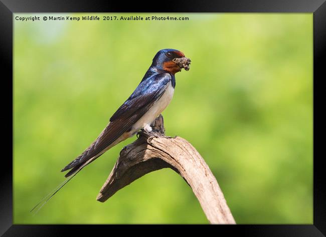 Swallow With Mud Framed Print by Martin Kemp Wildlife