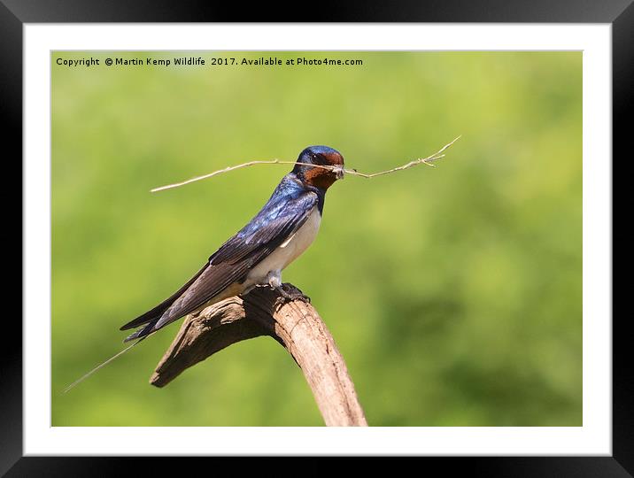  Nest Building Swallow Framed Mounted Print by Martin Kemp Wildlife