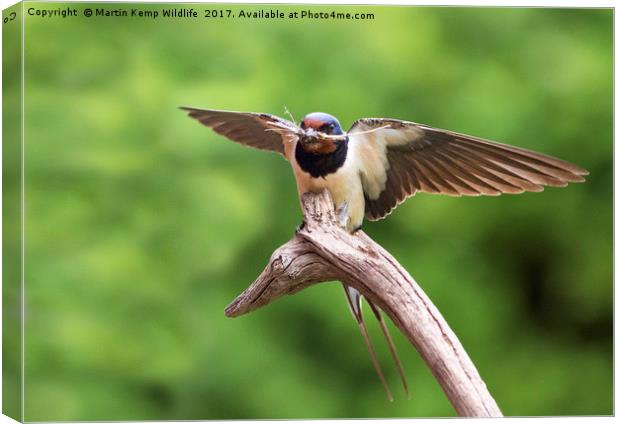Swallow With Nesting Material Canvas Print by Martin Kemp Wildlife