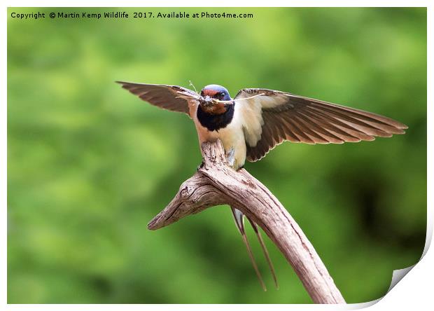 Swallow With Nesting Material Print by Martin Kemp Wildlife