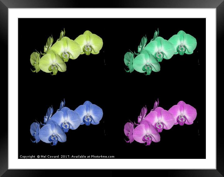 Orchid Quad Framed Mounted Print by Mel Coward