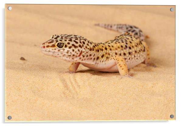 Leopard Gecko Acrylic by Janette Hill